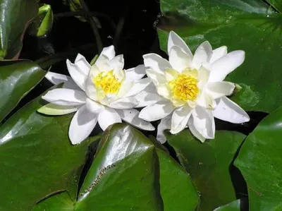 Barbara Opalińska,lek.specjalista ginekolog położnik, Jaworzno